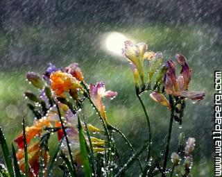 Summer rain(1)