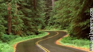 Rain on a road in olympic np washington