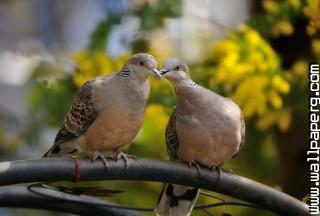 couple in love 