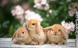 Bunnies