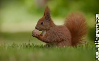 Green squirrel