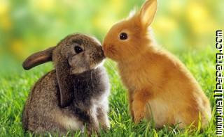 Kissing bunnies