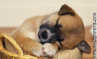 Sleeping little doggy