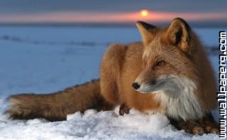 Snow fox