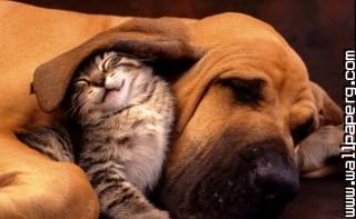 Cat and dog friendship