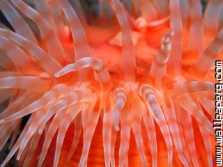 Anemone tentacles