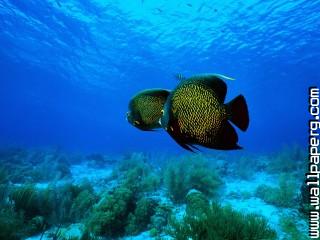 Angelfish