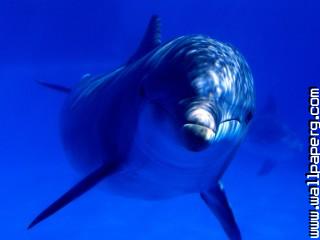 Aquatic curiosity, bottlenose dolphin