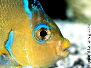 Atlantic blue angelfish