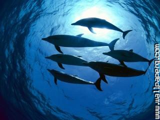 Atlantic spotted dolphins, bahamas