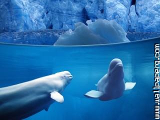 Belugas underwater