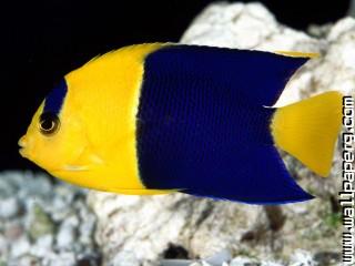 Bicolor angelfish