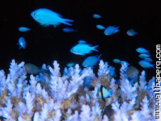 Blue damselfish