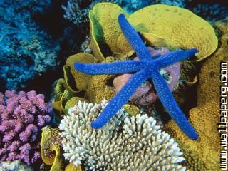 Blue linckia sea star, great barrier reef, austral