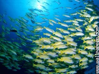 Blue banded sea perch