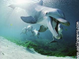 Bottlenose dolphins, hawaii