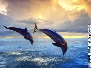 Bottlenose dolphins