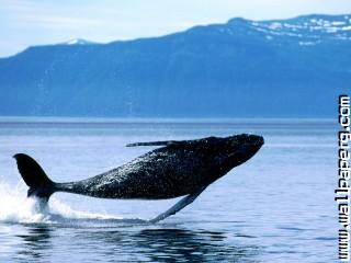 Breaching, humpback whale