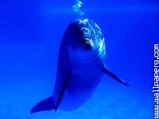 Bright idea, bottlenose dolphin
