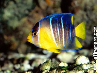 Caribbean blue angelfish,