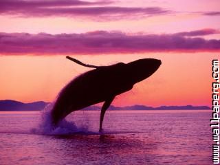 Crimson flight, humpback whale, alaska