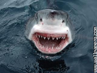 Cpia de yipes great white shark, south australia
