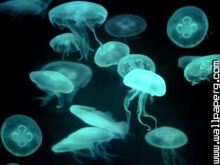 Drifters, jellyfish
