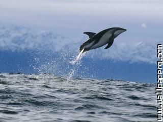 Dusky dolphin, new zealand