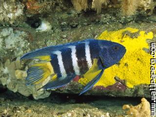 Eastern blue devil, australia
