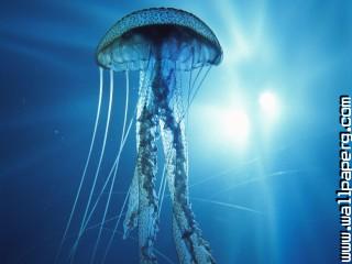 Electricjellyfish