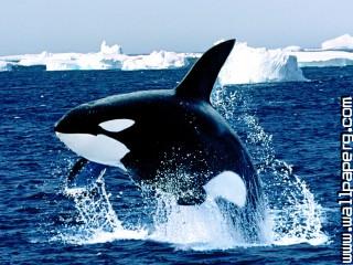 Emerging, killer whale
