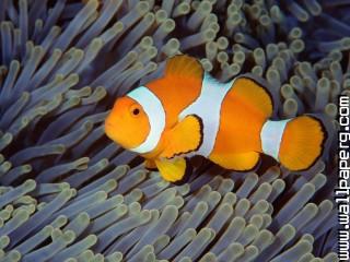 False clown anemonefish, bali, indonesia