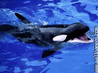 Feed me , killer whale