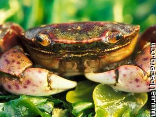 Feeling crabby 