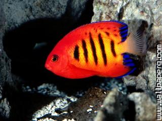 Flame angelfish