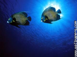 French angelfish