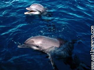 Frolicking dolphins, hond
