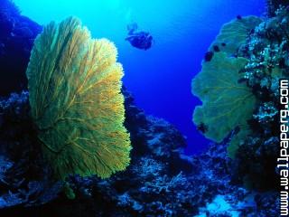 Gorgonian fan