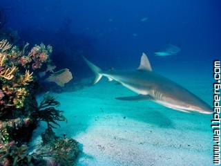 Gray reef sharks