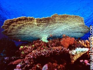 Huge table coral