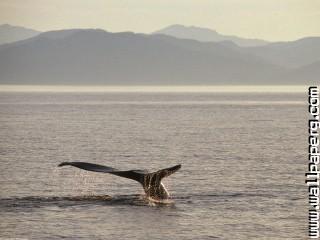 Humpback whale tail, alaska
