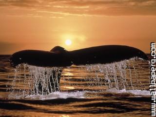 Humpback whale tail