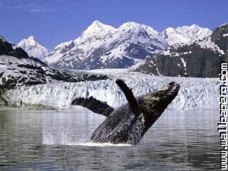 Humpback whale, alaska