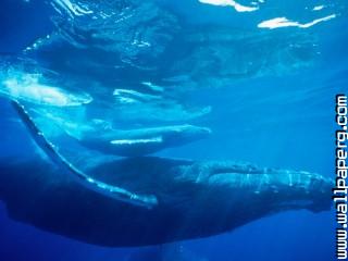 Humpback whale, hawaii