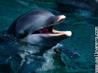Introduction, bottlenose dolphin