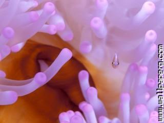 Juvenile anemonefish