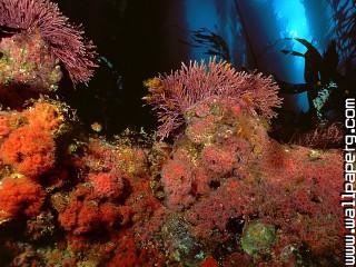 Kelp forest, san miguel island, channel islands