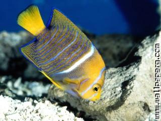 King angelfish