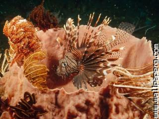 Lionfish lurking among feather star crinoids