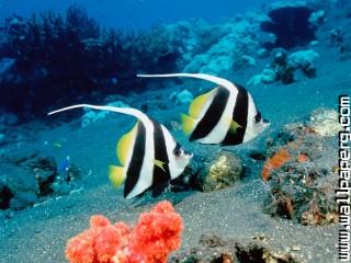 Long fin bannerfish, indonesia